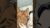 This cat behavior reveals everything about your bond #catbehavior #petconnection #catsoftiktok