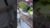 Tiger Barb Fish Breeding — Nature’s Perfect Egg-Layer Aquarium Species!”#ytshorts#viral#trending