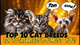 Top 10 Cat Breeds You Must Know