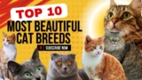 Top 10 Most Beautiful Cat Breeds You’ll Adore 😻✨