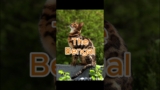Top 5 Most Popular Cat Breeds In The World #cat #kitten #bengal #viral