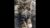 Top 5 cutest cat breeds #evillarry #georgieebom #catmemes