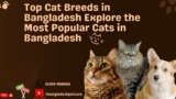 Top Cat Breeds in Bangladesh  Explore the Most Popular Cats in Bangladesh #Bangladesh Pet Care