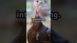Turkey the Gobblee Bird🦃😱#support#shorts#subscribe#birds#animals@official_animal_lover