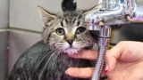 Two Adorable Stray Tabby Kittens Get Their First Bath