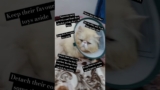 #recover #pets #petvlog #cat #cats #shorts #health #surgeryrecovery #cute #care #love #catbaby
