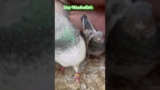 👀 shook karu ￼#pigeon #birds #birdlovers #kabutarbazi2024 #kabutarbazi #pigeon #kabutarbazzi